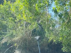 -广东惠东海龟国家级自然保护区