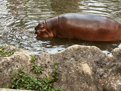 -清迈夜间动物园