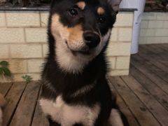 -喜柴咖啡·柴犬狗咖