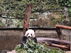 -成都动物园