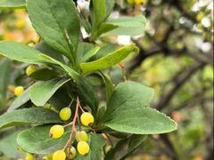 -黑龙江省森林植物园