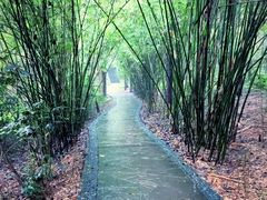 -成都大熊猫繁育研究基地