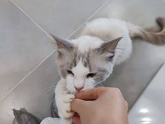-有喵·猫咖·狗咖·30几只猫10只小狗(岗厦店)