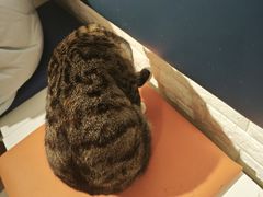 -平行世界·猫咖(首经贸店)