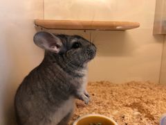 -龙猫仔乐园(惠福东路店)