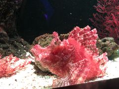 -暹罗海洋世界