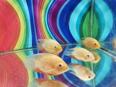 -太奥幻太奇海洋馆