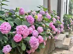 -紫阳古街