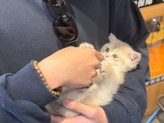 -欣宠猫屋·矮脚拿破仑·蓝金金渐层