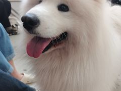 -星多哈·狗咖·拼豆·咖啡