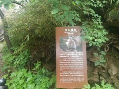 -王顺山国家森林公园