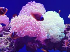 -上海海昌海洋公园