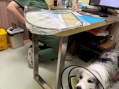 -瑞鹏宠物医院·宠保定点·心脏科·内科(御桥分院)