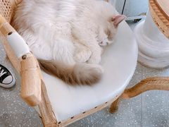 -共舞时光猫咖·狗咖(新街口店)