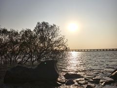 -宝安西湾红树林湿地公园