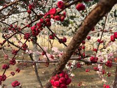 -大兴滨河森林公园