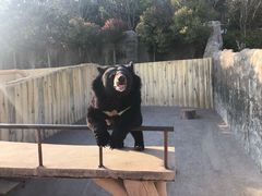 -东方熊牧场