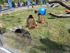 -大连森林动物园