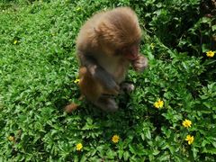 -海南热带野生动植物园