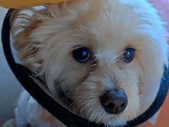 -多嘴超级肉蟹煲(欧亚卖场店)