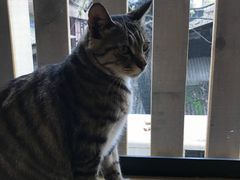 -萌喵宠狗爱心宠咖