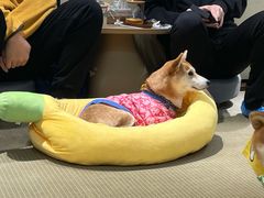 -逗柴咖啡屋·狗咖猫咖宠物桌游