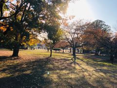 -井之头恩赐公园