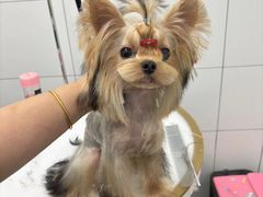 -帕帕拉兹宠物(亚洲旗舰店)