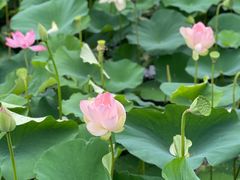 -荷塘月色湿地公园·向阳花洲