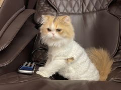 -猫大福·Fortune Cat猫舍(百子湾店)