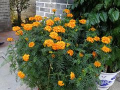 -顺德了能馆(虎门店)