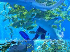 -太平洋海底世界