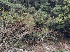 -黄山翡翠谷景区