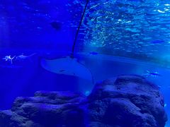 -江和美海洋公园