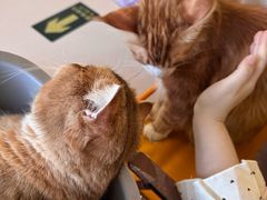 -平行世界·猫咖(首经贸店)