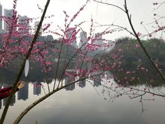 -重庆彩云湖湿地公园