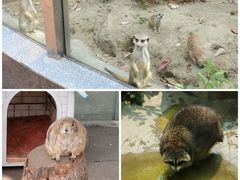 -成都大熊猫繁育研究基地