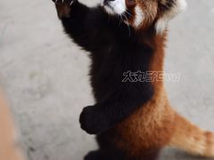 -泉州海丝野生动物世界