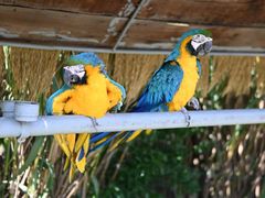 -西霞口神雕山野生动物世界