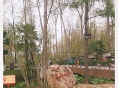 -合肥滨湖国家森林公园