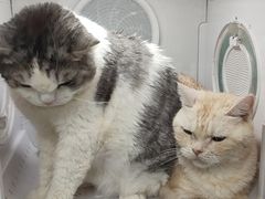 -瑞派动物医院·猫专科·至诚(江南中分院)