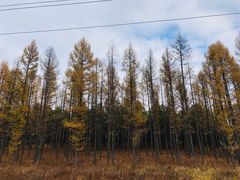 -塞罕坝国家级自然保护区