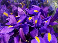 -循礼门鲜花花市(武汉循礼门店)