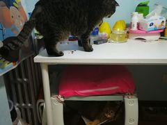 -纳吉亚猫专科动物诊疗中心(蒋宅口分院)