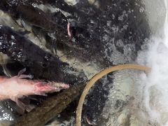 -山城家常菜铁锅炖鱼