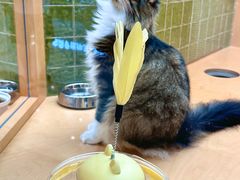 -帕帕拉兹宠物(亚洲旗舰店)