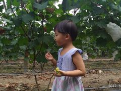 -马陆小张葡萄园农家乐