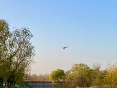 -盐城丹顶鹤湿地生态旅游区