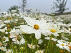-径山花海