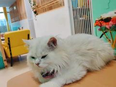 -猫在这儿猫咪咖啡馆·撸猫馆